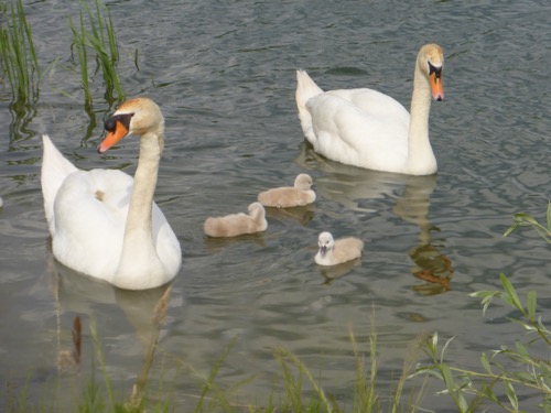 Cygnes sur l'étang